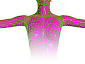 Female torso body map