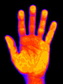 Computer graphic of hand mapped with contour lines