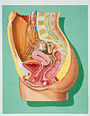 Artwork: A dissection of the female pelvis
