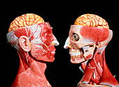 Models showing the cerebrum,facial & neck muscles
