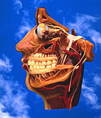 Cutaway model of face