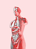 Sectioned human body,illustration