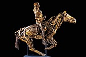 Human and horse anatomy,Fragonard Museum
