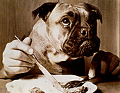 Conceptual image of a dog with human hands eating