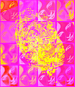 Faces & fingerprint