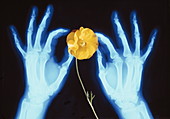 Hands and flower