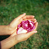 Flower held in hands