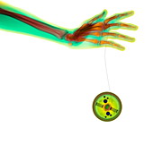 Playing with a yo-yo,coloured X-ray