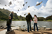 Feeding swans