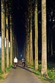 Cyclists riding along tree lined road