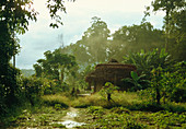 Jungle settlement