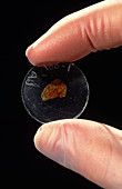 Microscope slide with meteorite sample