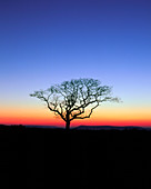 Twilight sky with a silhouette of a leafless tree