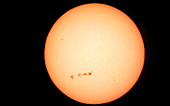 Solar disk showing a number of sunspots