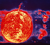 False-colour Skylab image of a solar prominence
