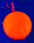 False-colour photo of solar prominence