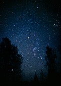 Optical image of the constellation Orion and trees