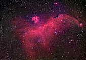 Seagull nebula