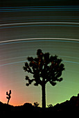 Star trails over Joshua Tree National Monument