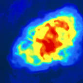 Radio image of the Crab nebula supernova remnant