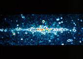 Centre of our galaxy,X-ray map of the Milky Way