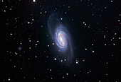 Barred spiral galaxy (NGC 2903)