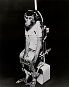 Pigtail monkey used in Biosatellite flight