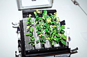 Brassica plants in space