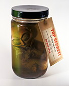 Alien in a jar,Roswell,New Mexico,USA