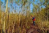 Willow grown for bioenergy