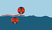 Wave energy converter,diagram