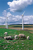 Llandinam Wind Farm,Powys,Wales,UK