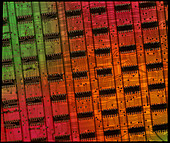 Rows of chips on computer memory circuit board