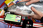 Radio ID tag on salmon,conceptual image