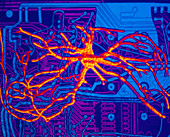 Neural network: artwork of nerve cell on chip