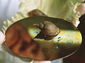 Snail on silicon chips