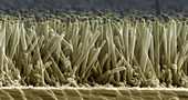 Zinc oxide nanowires,SEM