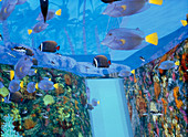 Virtual reality tank of the Lisbon Oceanarium