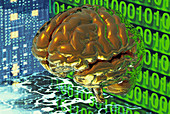 Digital brain