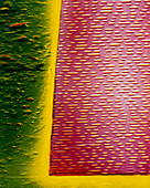 False-colour SEM of the surface of a compact disc