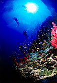 Divers on a coral reef