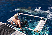 Great white shark by a shark cage