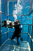 Diver filming from a shark cage