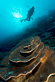 Diver exploring a coral reef