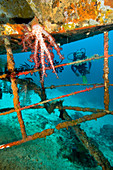 Diver exploring a shipwreck