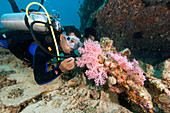 Diver exploring a wreck