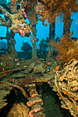 Shipwreck interior