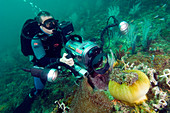Diver filming an anemone