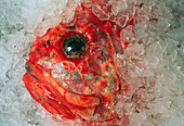 Orange Roughie packed in ice after being caught