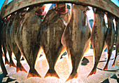 Fish-eye view of a haul of halibut on a rack